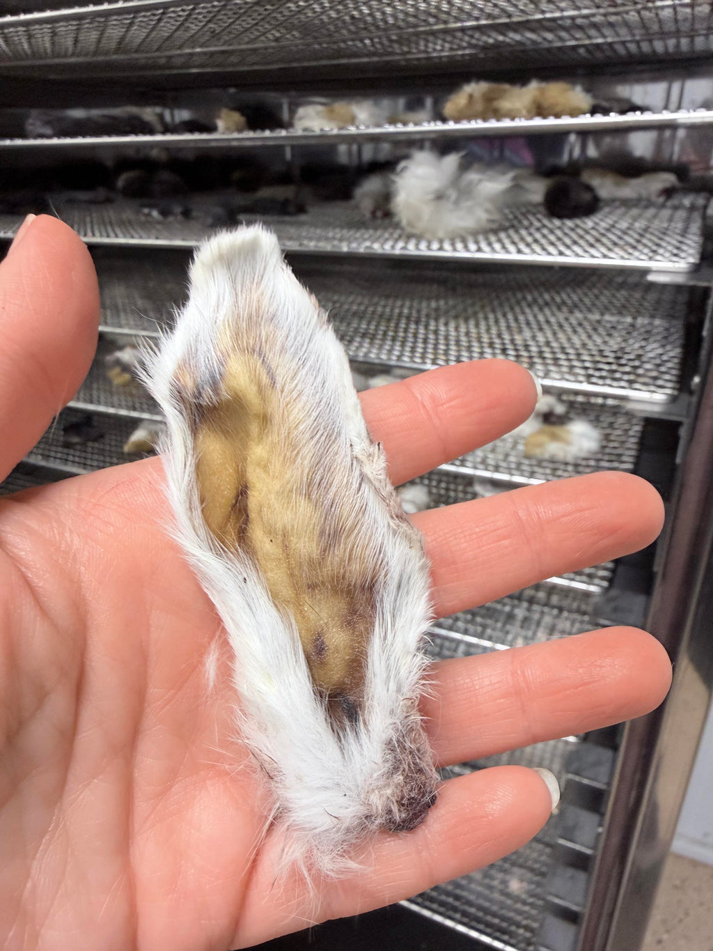 Air-dried Rabbit Ears