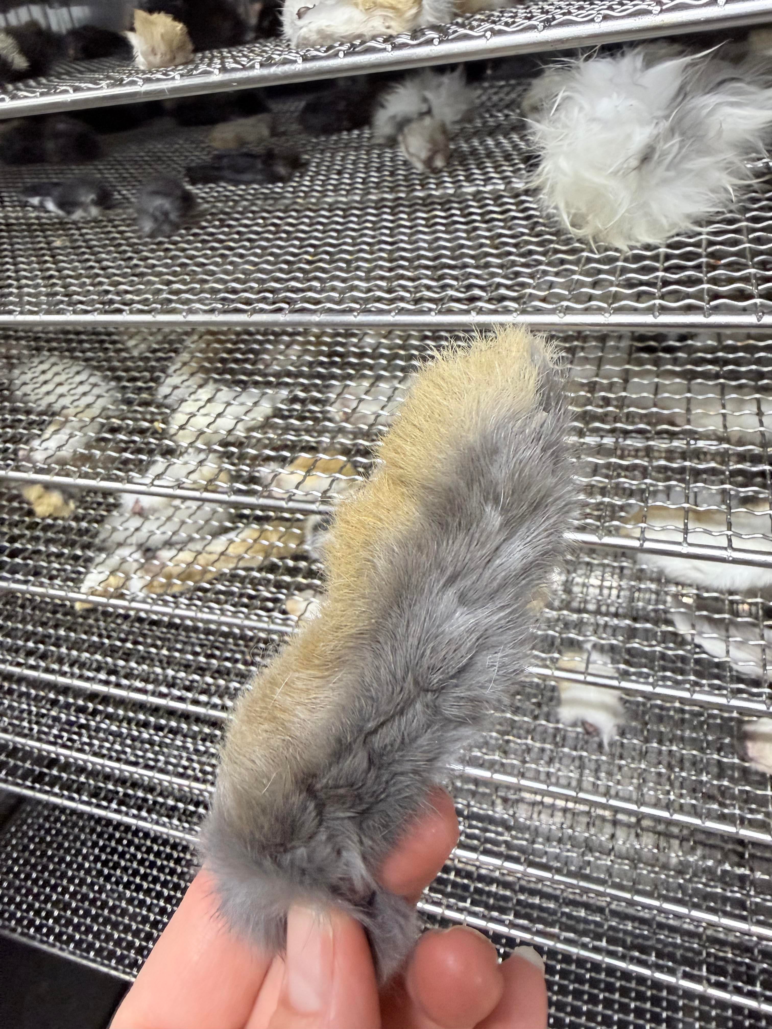 Air-Dried Rabbit Feet